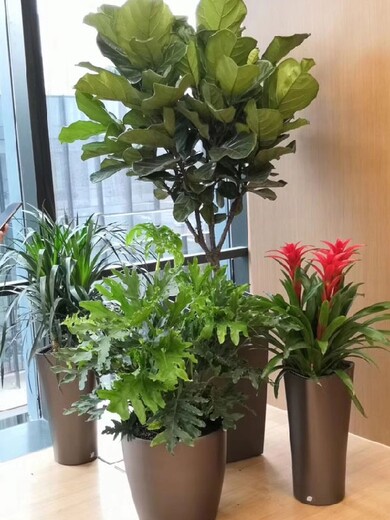 园林绿化室内花卉植物出租,新发地办公室绿植租赁