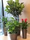 园林绿化室内花卉植物出租,大兴周边办公室绿植租赁产品图