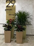 北京大興區花卉租擺生物醫藥基地綠植租擺