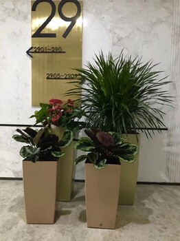 北京办公室花卉租摆,左安门办公室绿植租赁