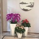 園林綠化室內(nèi)花卉植物出租,東高地辦公室綠植租賃產(chǎn)品圖