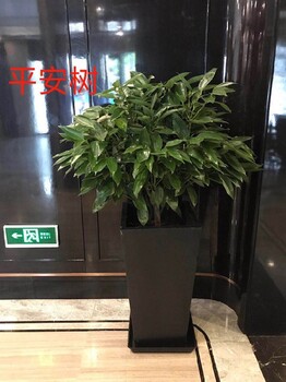 園林綠化室內(nèi)花卉植物出租,朝陽(yáng)門辦公室綠植租賃公司