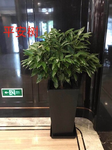 北京办公室花卉租摆,西北旺办公室绿植租赁电话