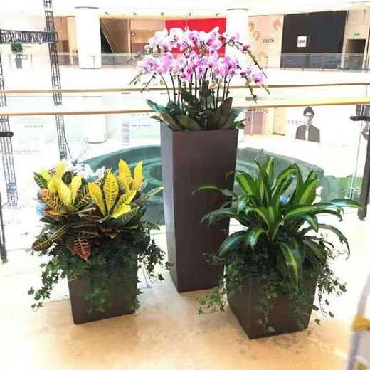 園林綠化室內(nèi)花卉植物出租,海淀周邊辦公室綠植租賃電話