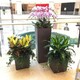 园林绿化室内花卉植物出租,朝阳区惠新西街办公室绿植租赁费用产品图