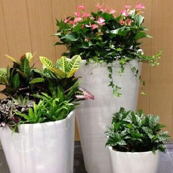 园林绿化室内花卉植物出租,石景山办公室绿植租赁