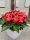 北京辦公室花卉租擺,萬(wàn)柳辦公室綠植租賃收費(fèi)標(biāo)準(zhǔn)產(chǎn)品圖