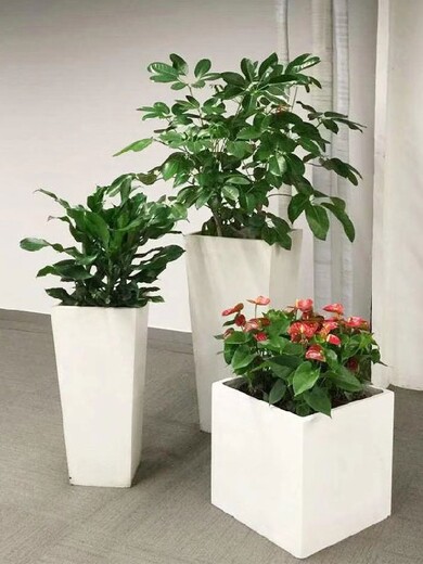 室内绿色植物租摆出租,东单办公室绿植租赁