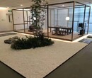 园林绿化室内花卉植物出租,体育馆路办公室绿植租赁图片