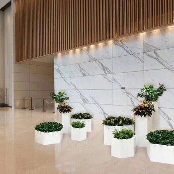 園林綠化室內(nèi)花卉植物出租,豐臺體育館辦公室綠植租賃