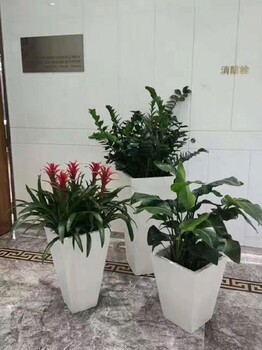 園林綠化室內(nèi)花卉植物出租,萬壽路辦公室綠植租賃費(fèi)用