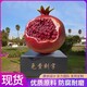 玻璃鋼石榴雕塑圖