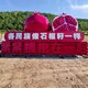 生产大红石榴雕塑厂家图