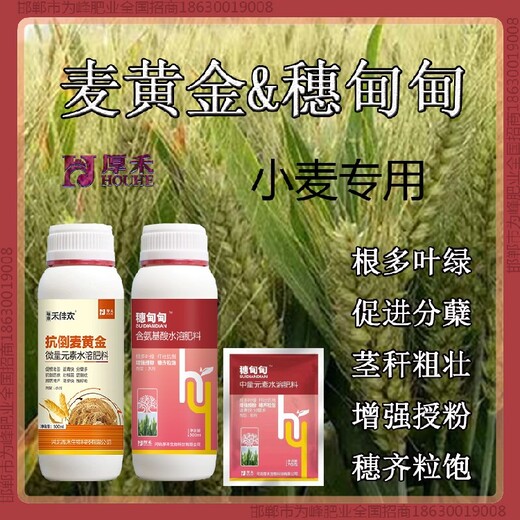 小麦麦黄金小麦增产剂OEM小麦麦黄金厂家批发招商