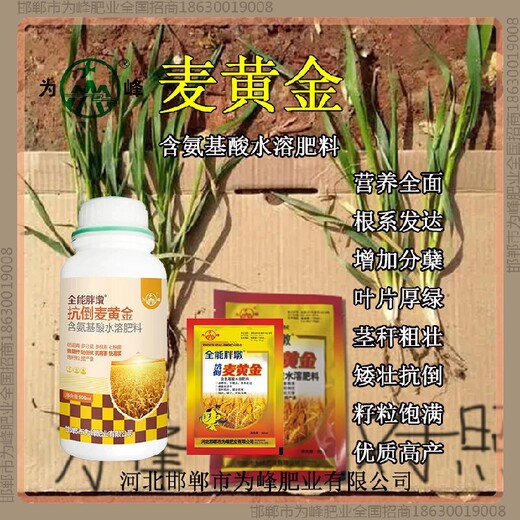 小麥增產(chǎn)素小麥增產(chǎn)劑增產(chǎn)劑小麥麥黃金廠(chǎng)家批發(fā)招商