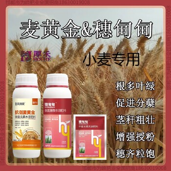 增产为峰肥业小麦增产剂调节剂小麦麦黄金厂家批发招商