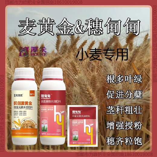 分蘖胖墩小麦增产剂农药小麦麦黄金厂家批发招商