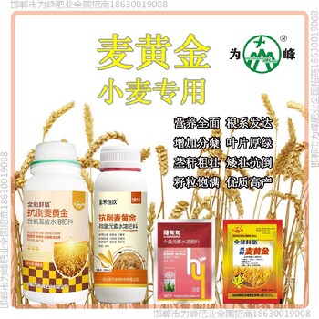 矮壮为峰肥业小麦增产剂效果好小麦麦黄金厂家批发招商