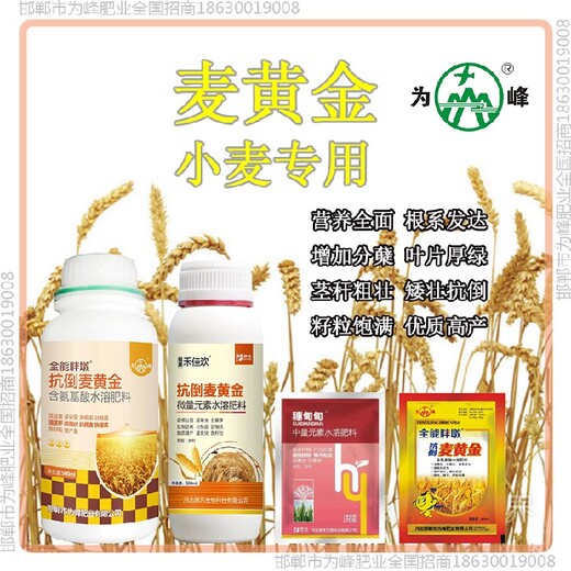 一袋一桶水小麥增產(chǎn)劑作用小麥麥黃金廠家批發(fā)招商