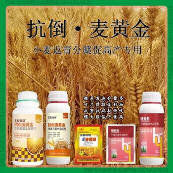 矮壮增产素小麦增产剂产量高小麦麦黄金厂家批发招商