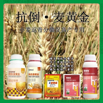 增產(chǎn)穗甸甸小麥增產(chǎn)劑OEM小麥麥黃金廠家批發(fā)招商