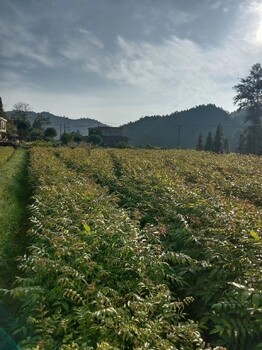 亳州青錢柳小苗基地