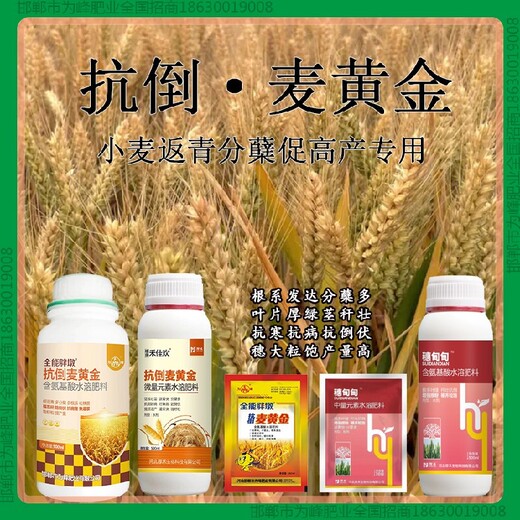 小麦胖墩小麦增产剂抗倒药小麦麦黄金厂家批发招商