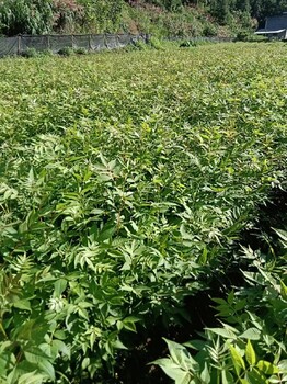 濱州黃柏小苗基地
