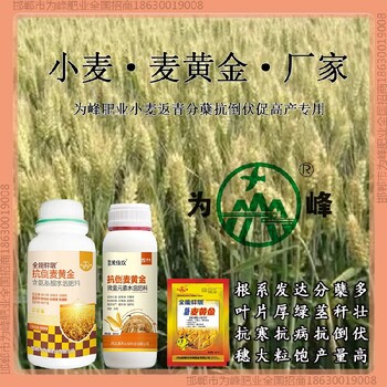 小麦为峰肥业小麦增产剂控旺剂小麦麦黄金厂家批发招商