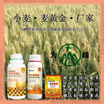 返青為峰肥業(yè)小麥增產(chǎn)劑質(zhì)量好小麥麥黃金廠家批發(fā)招商