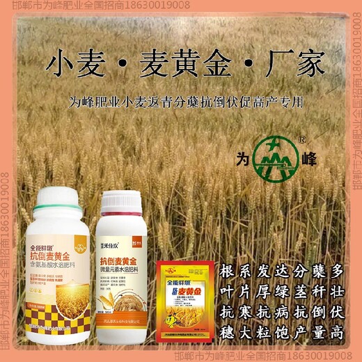 小麦穗甸甸小麦增产剂定做小麦麦黄金厂家批发招商