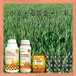 抗倒增产素小麦增产剂农药小麦麦黄金厂家批发招商