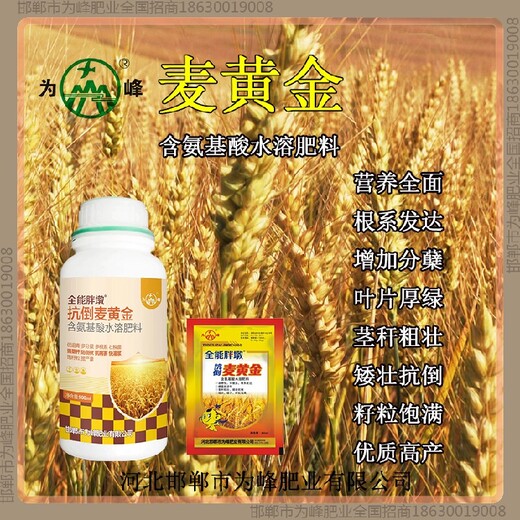 抗倒為峰肥業(yè)小麥增產(chǎn)劑哪里賣小麥麥黃金廠家批發(fā)招商
