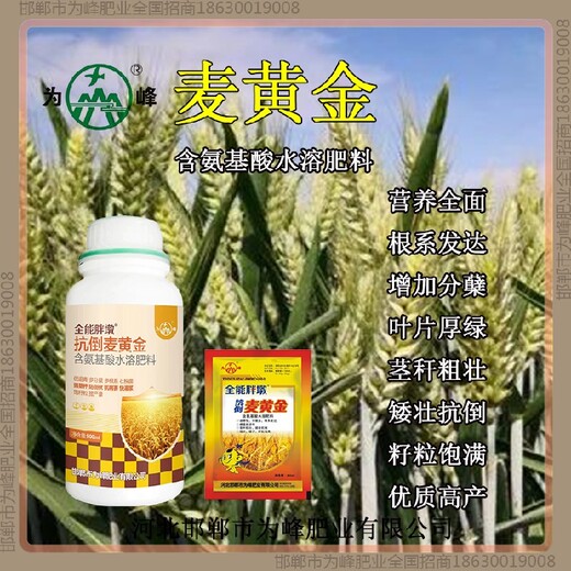 抗倒鐵桿小麥增產(chǎn)劑批發(fā)小麥麥黃金廠(chǎng)家批發(fā)招商