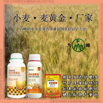 抗倒为峰肥业小麦增产剂是什么小麦麦黄金厂家批发招商