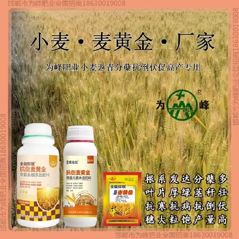 控旺為峰肥業(yè)小麥增產(chǎn)劑哪里買(mǎi)小麥麥黃金廠家批發(fā)招商