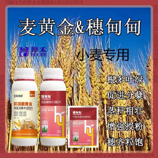 一袋一桶水增產(chǎn)素小麥增產(chǎn)劑加工小麥麥黃金廠家批發(fā)招商