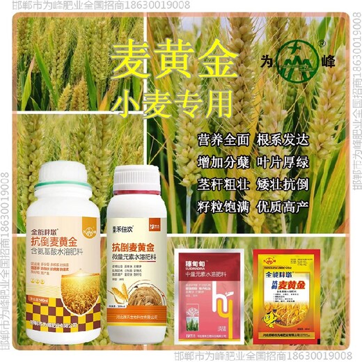 增產(chǎn)增產(chǎn)素小麥增產(chǎn)劑作用小麥麥黃金廠家批發(fā)招商
