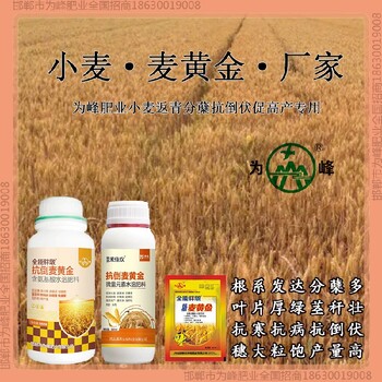 控旺為峰肥業(yè)小麥增產(chǎn)劑哪里買(mǎi)小麥麥黃金廠家批發(fā)招商