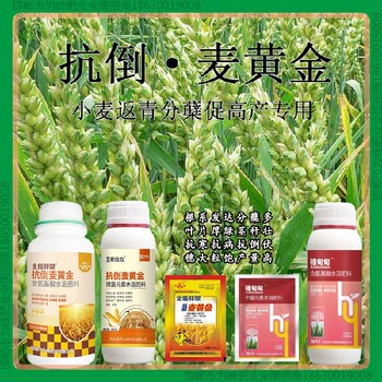 缩节为峰肥业小麦增产剂厂家小麦麦黄金厂家批发招商