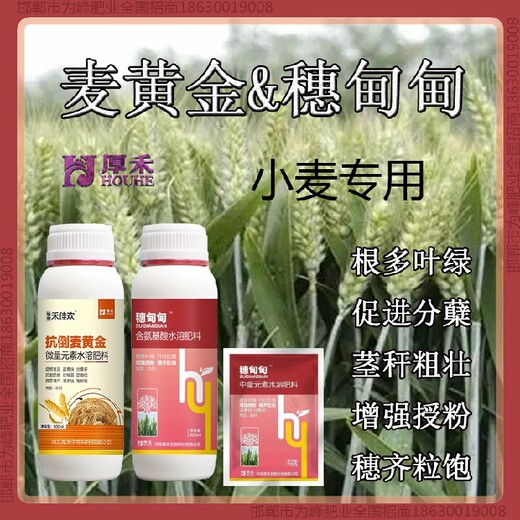一袋一桶水鐵桿小麥增產(chǎn)劑增產(chǎn)劑小麥麥黃金廠家批發(fā)招商