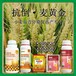 增产为峰肥业小麦增产剂贴牌小麦麦黄金厂家批发招商