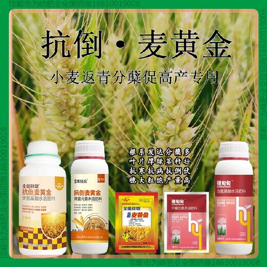 500毫升瓶装穗甸甸小麦增产剂OEM小麦麦黄金厂家批发招商