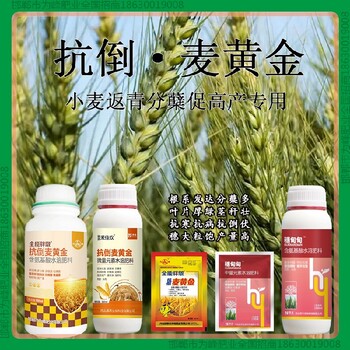 控旺為峰肥業(yè)小麥增產(chǎn)劑經(jīng)銷商小麥麥黃金廠家批發(fā)招商