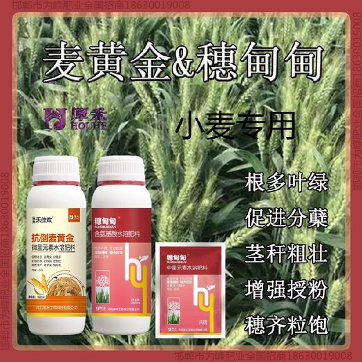 小麥小麥增產(chǎn)劑OEM小麥麥黃金廠家批發(fā)招商