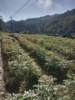 亳州青钱柳小苗基地