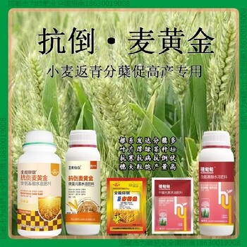縮節(jié)麥黃金小麥增產(chǎn)劑是什么小麥麥黃金廠家批發(fā)招商