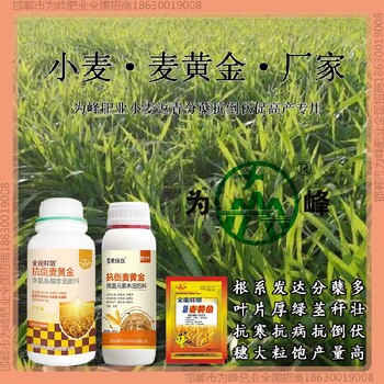 缩节为峰肥业小麦增产剂叶面肥小麦麦黄金厂家批发招商