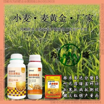 小包裝麥黃金小麥增產(chǎn)劑產(chǎn)量高小麥麥黃金廠家批發(fā)招商