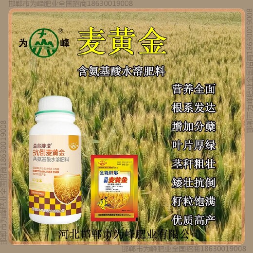 縮節(jié)為峰肥業(yè)小麥增產(chǎn)劑質(zhì)量好小麥麥黃金廠家批發(fā)招商